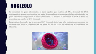 NUCLEOLO
Se concentran los genes ribosomales, es decir aquellos que codifican el RNA ribosomal. El DNA
correspondiente a e...