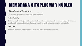 MEMBRANA CITOPLASMA Y NÚCLEO
Membrana Plasmática
Es una capa que rodea a la célula y la separa del medio.
Citoplasma
Es la...