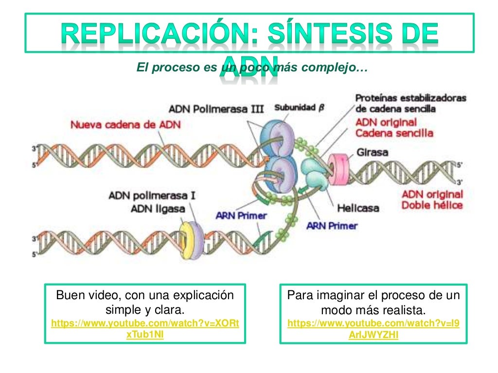 Dogma Central de la Biología Molecular Dogma Central de la Biología Molecular