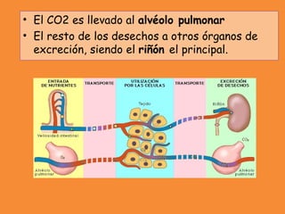 • El CO2 es llevado al alvéolo pulmonar
• El resto de los desechos a otros órganos de
excreción, siendo el riñón el principal.
 