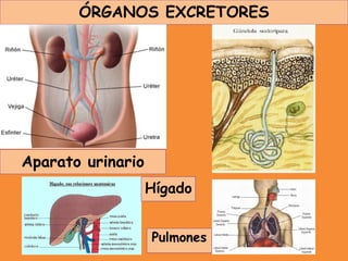 ÓRGANOS EXCRETORES
Aparato urinario
Hígado
Pulmones
 