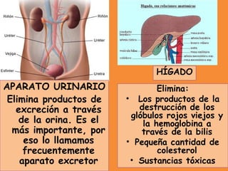 APARATO URINARIO
Elimina productos de
excreción a través
de la orina. Es el
más importante, por
eso lo llamamos
frecuentemente
aparato excretor
HÍGADO
Elimina:
• Los productos de la
destrucción de los
glóbulos rojos viejos y
la hemoglobina a
través de la bilis
• Pequeña cantidad de
colesterol
• Sustancias tóxicas
 