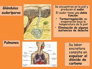 Pulmones
Se encuentran en la piel y
producen el sudor.
El sudor tiene una doble
función:
• Termorregulación: su
evaporación baja la
temperatura de la piel
• Eliminación de algunas
sustancias de desecho
Glándulas
sudoríparas
Su labor
excretora
consiste en
expulsar el
dióxido de
carbono
 