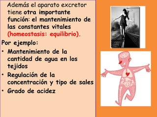 Además el aparato excretor
tiene otra importante
función: el mantenimiento de
las constantes vitales
(homeostasis: equilibrio).
Por ejemplo:
• Mantenimiento de la
cantidad de agua en los
tejidos
• Regulación de la
concentración y tipo de sales
• Grado de acidez
 