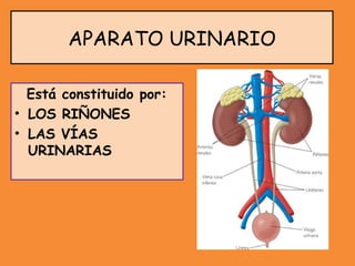 Está constituido por:
• LOS RIÑONES
• LAS VÍAS
URINARIAS
APARATO URINARIO
 