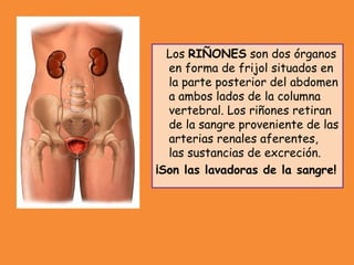 Los RIÑONES son dos órganos
en forma de frijol situados en
la parte posterior del abdomen
a ambos lados de la columna
vertebral. Los riñones retiran
de la sangre proveniente de las
arterias renales aferentes,
las sustancias de excreción.
¡Son las lavadoras de la sangre!
 