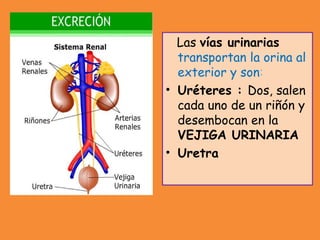 Las vías urinarias
transportan la orina al
exterior y son:
• Uréteres : Dos, salen
cada uno de un riñón y
desembocan en la
VEJIGA URINARIA
• Uretra
 