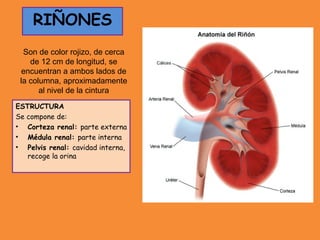 RIÑONES
ESTRUCTURA
Se compone de:
• Corteza renal: parte externa
• Médula renal: parte interna
• Pelvis renal: cavidad interna,
recoge la orina
RIÑONES
Son de color rojizo, de cerca
de 12 cm de longitud, se
encuentran a ambos lados de
la columna, aproximadamente
al nivel de la cintura
 