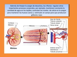 Además de limpiar la sangre de desechos, los riñones regulan otros
importantes procesos corporales, por ejemplo, mantienen constante la
cantidad de agua en los tejidos, controlan los niveles de calcio en la sangre
para mantener los huesos sanos y estimulan al cuerpo para que produzcan
glóbulos rojos
 