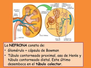La NEFRONA consta de:
• Glomérulo + cápsula de Bowman
• Túbulo contorneado proximal, asa de Henle y
túbulo contorneado distal. Este último
desemboca en el túbulo colector.
 