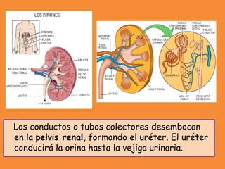 Los conductos o tubos colectores desembocan
en la pelvis renal, formando el uréter. El uréter
conducirá la orina hasta la vejiga urinaria.
 