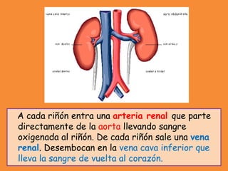 A cada riñón entra una arteria renal que parte
directamente de la aorta llevando sangre
oxigenada al riñón. De cada riñón sale una vena
renal. Desembocan en la vena cava inferior que
lleva la sangre de vuelta al corazón.
 