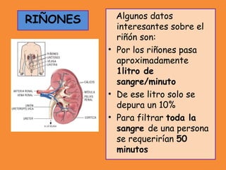 Algunos datos
interesantes sobre el
riñón son:
• Por los riñones pasa
aproximadamente
1litro de
sangre/minuto
• De ese litro solo se
depura un 10%
• Para filtrar toda la
sangre de una persona
se requerirían 50
minutos
RIÑONES
 