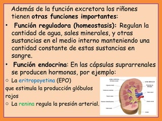Además de la función excretora los riñones
tienen otras funciones importantes:
• Función reguladora (homeostasis): Regulan la
cantidad de agua, sales minerales, y otras
sustancias en el medio interno manteniendo una
cantidad constante de estas sustancias en
sangre.
• Función endocrina: En las cápsulas suprarrenales
se producen hormonas, por ejemplo:
o La eritropoyetina (EPO)
que estimula la producción glóbulos
rojos
o La renina regula la presión arterial.
 