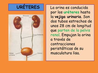 URÉTERES La orina es conducida
por los uréteres hasta
la vejiga urinaria. Son
dos tubos estrechos de
unos 28 cm de longitud
que parten de la pelvis
renal. Empujan la orina
a través de
contracciones
peristálticas de su
musculatura lisa.
 