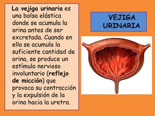 VEJIGA
URINARIA
La vejiga urinaria es
una bolsa elástica
donde se acumula la
orina antes de ser
excretada. Cuando en
ella se acumula la
suficiente cantidad de
orina, se produce un
estímulo nervioso
involuntario (reflejo
de micción) que
provoca su contracción
y la expulsión de la
orina hacia la uretra.
 