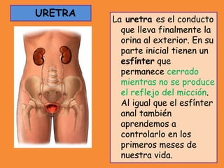 URETRA
La uretra es el conducto
que lleva finalmente la
orina al exterior. En su
parte inicial tienen un
esfínter que
permanece cerrado
mientras no se produce
el reflejo del micción.
Al igual que el esfínter
anal también
aprendemos a
controlarlo en los
primeros meses de
nuestra vida.
 