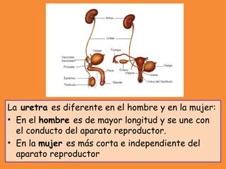 La uretra es diferente en el hombre y en la mujer:
• En el hombre es de mayor longitud y se une con
el conducto del aparato reproductor.
• En la mujer es más corta e independiente del
aparato reproductor
 