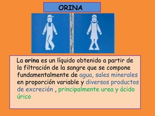 La orina es un líquido obtenido a partir de
la filtración de la sangre que se compone
fundamentalmente de agua, sales minerales
en proporción variable y diversos productos
de excreción , principalmente urea y ácido
úrico
ORINA
 
