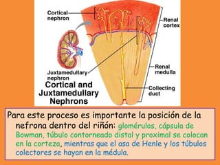 Para este proceso es importante la posición de la
nefrona dentro del riñón: glomérulos, cápsula de
Bowman, túbulo contorneado distal y proximal se colocan
en la corteza, mientras que el asa de Henle y los túbulos
colectores se hayan en la médula.
 