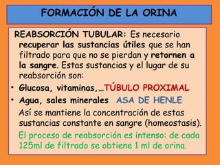 REABSORCIÓN TUBULAR: Es necesario
recuperar las sustancias útiles que se han
filtrado para que no se pierdan y retornen a
la sangre. Estas sustancias y el lugar de su
reabsorción son:
• Glucosa, vitaminas,…TÚBULO PROXIMAL
• Agua, sales minerales ASA DE HENLE
Así se mantiene la concentración de estas
sustancias constante en sangre (homeostasis).
El proceso de reabsorción es intenso: de cada
125ml de filtrado se obtiene 1 ml de orina.
FORMACIÓN DE LA ORINA
 