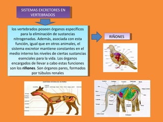 SISTEMAS EXCRETORES EN
VERTEBRADOS
RIÑONES
los vertebrados poseen órganos específicos
para la eliminación de sustancias
nitrogenadas. Además, asociada con esta
función, igual que en otros animales, el
sistema excretor mantiene constantes en el
medio interno los niveles de ciertas sustancias
esenciales para la vida. Los órganos
encargados de llevar a cabo estas funciones
son los riñones. Son órganos pares, formados
por túbulos renales
 