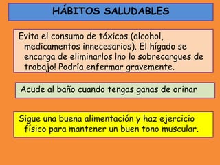 Evita el consumo de tóxicos (alcohol,
medicamentos innecesarios). El hígado se
encarga de eliminarlos ¡no lo sobrecargues de
trabajo! Podría enfermar gravemente.
HÁBITOS SALUDABLES
Sigue una buena alimentación y haz ejercicio
físico para mantener un buen tono muscular.
Acude al baño cuando tengas ganas de orinar
 