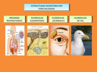 ESTRUCTURAS EXCRETORAS NO
ESPECIALIZADAS
ORGANOS
RESPIRATORIOS
GLANDULAS
SUDORIPARAS
GLANDULAS
LACRIMALES
GLANDULAS
DE SAL
 