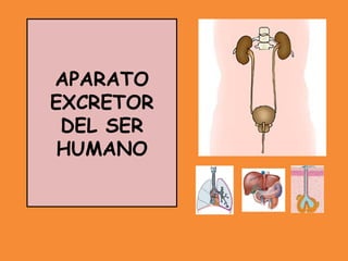 APARATO
EXCRETOR
DEL SER
HUMANO
 