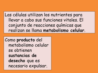 Las células utilizan los nutrientes para
llevar a cabo sus funciones vitales. El
conjunto de reacciones químicas que
realizan se llama metabolismo celular.
Como producto del
metabolismo celular
se obtienen
sustancias de
desecho que es
necesario expulsar.
 