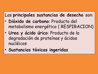 Las principales sustancias de desecho son:
• Dióxido de carbono: Producto del
metabolismo energético ( RESPIRACION)
• Urea y ácido úrico: Producto de la
degradación de proteínas y ácidos
nucléicos
• Sustancias tóxicas ingeridas
 