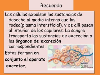 Recuerda
Las células expulsan las sustancias de
desecho al medio interno que las
rodea(plasma intersticial), y de allí pasan
al interior de los capilares. La sangre
transporta las sustancias de excreción a
los órganos de excreción
correspondientes.
Estos forman en
conjunto el aparato
excretor.
 