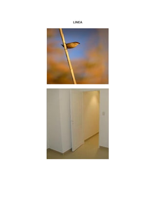 LINEA