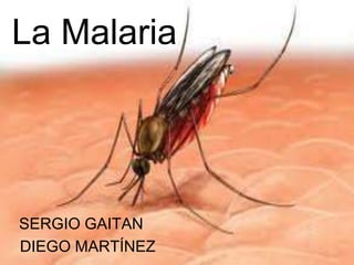 La Malaria
SERGIO GAITAN
DIEGO MARTÍNEZ
 