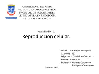 UNIVERSIDAD YACAMBU
VICERRECTORADO ACADEMICO
FACULTAD DE HUMANIDADES
LICENCIATURA EN PSICOLOGÍA
ESTUDIOS A DISTANCIA
Actividad Nº 3.
Reproducción celular.
Autor: Luis Enrique Rodríguez
C.I.: 65753427
Asignatura: Genética y Conducta
Sección: ED01DOV
Profesora: Xiomara Coromoto
Rodríguez Colmenarez
Octubre - 2016
 