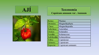 Taxonomía
Capsicum annuum var . Annuum
Reino: Plantae
División: Magnoliophyta
Clase: Magnoliopsida
Subclase: Asteridae
Orden: Solanales
Familia: Solanaceae
Subfamilia: Solanoideae
Tribu: Capsiceae
Género: Capsicum
Especie: Capsicum annuum
AJÍ
 