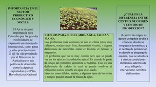 IMPORTANCIA EN EL
SECTOR
PRODUCTIVO
ECONÓMICO Y
SOCIAL
El Ají es de gran
importancia para
Colombia por las grandes
posibilidades de
expansión en el mercado
internacional, como pasta
y salsa principalmente.
El ají Ha sido priorizado
por el Ministerio de
Agricultura en sus
políticas de desarrollo
como la Apuesta
exportadora y el Plan
Hortofrutícola Nacional
¿CUÁL ES LA
DIFERENCIA ENTRE
CENTRO DE ORIGEN
Y CENTRO DE
PRODUCCIÓN?
El centro de origen es
donde la especie se dio a
conocer, donde se
empezó a domesticar, y
el centro de producción
es donde se desplegó la
especie, que se adaptara
a ciertas condiciones
climáticas. Además de
esto influye la
intervención científica
del hombre.
RIESGOS PARA SUELO, AIRE, AGUA, FAUNA Y
FLORA
Los problemas más comunes lo son el clima (días muy
calientes, noches muy frías, demasiado viento), o alguna
deficiencia de nutrientes como el fósforo, el potasio y
magnesio.
Un problema que no es muy común pero que se puede
ver en los ajíes es la pudrición apical. Es cuando la parte
de abajo del pimiento comienza a podrirse. Esto es una
deficiencia de calcio la cual se puede resolver si
aplicamos calcio soluble en agua en el suelo.
Insectos como áfidos, arañas, y algunos tipos de bacterias
y hongos pueden atacar la planta de ajíes.
 