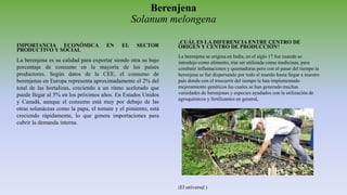 Berenjena
Solanum melongena
IMPORTANCIA ECONÓMICA EN EL SECTOR
PRODUCTIVO Y SOCIAL
La berenjena es su calidad para exportar siendo otra su bajo
porcentaje de consumo en la mayoría de los países
productores. Según datos de la CEE, el consumo de
berenjenas en Europa representa aproximadamente el 2% del
total de las hortalizas, creciendo a un ritmo acelerado que
puede llegar al 5% en los próximos años. En Estados Unidos
y Canadá, aunque el consumo está muy por debajo de las
otras solanáceas como la papa, el tomate y el pimiento, está
creciendo rápidamente, lo que genera importaciones para
cubrir la demanda interna.
¿CUÁL ES LA DIFERENCIA ENTRE CENTRO DE
ORIGEN Y CENTRO DE PRODUCCIÓN?
La berenjena se origina en India, en el siglo 17 fue cuando se
introdujo como alimento, tras ser utilizada como medicinas, para
combatir inflamaciones y quemaduras pero con el pasar del tiempo la
berenjena se fue dispersando por todo el mundo hasta llegar a nuestro
país donde con el trascurrir del tiempo le han implementado
mejoramiento genéticos las cuales se han generado muchas
variedades de berenjenas y especies ayudados con la utilización de
agroquímicos y fertilizantes en general,
(El universal )
 