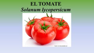 EL TOMATE
Solanum lycopersicum
Fuente: www.bienysaludable.com
 