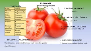 EL TOMATE
Solanum lycopersicumTAXONOMÍA
• CENTRO DE ORIGEN
America
 ORGANO DE CONSUMO
El fruto de forma madura pintón o verde
• TOLERANCIA A LAACIDEZ
El pH puede estar entre 5,5 y 6,8
 TOLERANCIA A LA SALINIDAD
Muy tolerante a la salinidad, tanto del suelo como del agua de
riego (Infoagro)
Fuente: www.webconsultas.com
 CLASIFICACIÓN TÉRMICA
20 – 30°C
Reino Plantae
División Magnoliophyta
Clase Magnoliopsida
Orden Solanales
Familia Solanaceae
Género Solanum
Especie S.
lycopersicum
Nombre
científico
Solanum
lycopersicum
Nombre
común
Tomate,
tomatera,
jitomate
 