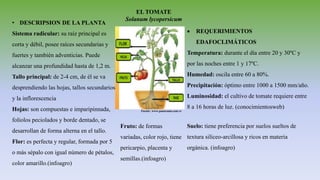 EL TOMATE
Solanum lycopersicum
 REQUERIMIENTOS
EDAFOCLIMÁTICOS
Temperatura: durante el día entre 20 y 30ºC y
por las noches entre 1 y 17ºC.
Humedad: oscila entre 60 a 80%.
Precipitación: óptimo entre 1000 a 1500 mm/año.
Luminosidad: el cultivo de tomate requiere entre
8 a 16 horas de luz. (conocimientosweb)
Suelo: tiene preferencia por suelos sueltos de
textura silíceo-arcillosa y ricos en materia
orgánica. (infoagro)
Fuente: www.panorama.com.ve
• DESCRIPSION DE LA PLANTA
Sistema radicular: su raíz principal es
corta y débil, posee raíces secundarias y
fuertes y también adventicias. Puede
alcanzar una profundidad hasta de 1,2 m.
Tallo principal: de 2-4 cm, de él se va
desprendiendo las hojas, tallos secundarios
y la inflorescencia
Hojas: son compuestas e imparipinnada,
foliolos peciolados y borde dentado, se
desarrollan de forma alterna en el tallo.
Flor: es perfecta y regular, formada por 5
o más sépalo con igual número de pétalos,
color amarillo.(infoagro)
Fruto: de formas
variadas, color rojo, tiene
pericarpio, placenta y
semillas.(infoagro)
 