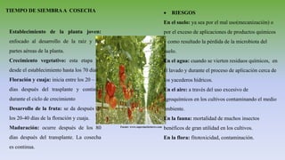 TIEMPO DE SIEMBRAA COSECHA
Establecimiento de la planta joven:
enfocado al desarrollo de la raíz y las
partes aéreas de la planta.
Crecimiento vegetativo: esta etapa va
desde el establecimiento hasta los 70 días
Floración y cuaja: inicia entre los 20 – 40
días después del trasplante y continúa
durante el ciclo de crecimiento
Desarrollo de la fruta: se da después de
los 20-40 días de la floración y cuaja.
Maduración: ocurre después de los 80
días después del transplante. La cosecha
es continua.
 RIESGOS
En el suelo: ya sea por el mal uso(mecanización) o
por el exceso de aplicaciones de productos químicos
y como resultado la pérdida de la microbiota del
suelo.
En el agua: cuando se vierten residuos químicos, en
el lavado y durante el proceso de aplicación cerca de
los yacederos hídricos.
En el aire: a través del uso excesivo de
agroquímicos en los cultivos contaminando el medio
ambiente.
En la fauna: mortalidad de muchos insectos
benéficos de gran utilidad en los cultivos.
En la flora: fitotoxicidad, contaminación.
Fuente: www.supermarketnews.com
 