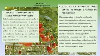 EL TOMATE
Solanum lycopersicum
 IMPORTANCIA ECONÓMICA EN EL
SECTOR PRODUCTIVO Y SOCIAL
De las hortalizas que se producen a nivel mundial el
tomate es el que la más se consume y la que mayor
demanda tiene, no solo por su valor nutritivo ya
que aportan fibra, minerales y vitaminas, sino
también por su valor agregado en la agroindustria.
Son muchas las familias que se benefician por
medio del tomate por ser un cultivo de economía
campesina en Colombia.
 ¿CUÁL ES LA DIFERENCIA ENTRE
CENTRO DE ORIGEN Y CENTRO DE
PRODUCCIÓN?
El centro de origen es donde las semillas y la
producción se dan de forma silvestre y autóctona en
las diferentes condiciones agronómicas de las
diferentes regiones mundiales. (Corpoica, 2004).
El centro de producción son las regiones agrícolas
a donde se introducen semillas y productos
hortofrutícolas por primera vez y estos se desarrollan
agrologicamente, desarrollando producciones de alta
calidad, mediante las transformaciones agronómicas
dé cada cultivo. (Corpoica, 2004).
Fuente: www.supermarketnews.com
 