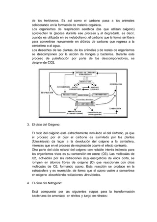 de los herbívoros. Es así como el carbono pasa a los animales
colaborando en la formación de materia orgánica.
Los organismos de respiración aeróbica (los que utilizan oxígeno)
aprovechan la glucosa durante ese proceso y al degradarla, es decir,
cuando es utilizada en su metabolismo, el carbono que la forma se libera
para convertirse nuevamente en dióxido de carbono que regresa a la
atmósfera o al agua.
Los desechos de las plantas, de los animales y de restos de organismos
se descomponen por la acción de hongos y bacterias. Durante este
proceso de putrefacción por parte de los descomponedores, se
desprende CO2.
3. El ciclo del Oxigeno:
El ciclo del oxígeno está estrechamente vinculado al del carbono, ya que
el proceso por el cual el carbono es asimilado por las plantas
(fotosíntesis) da lugar a la devolución del oxígeno a la atmósfera,
mientras que en el proceso de respiración ocurre el efecto contrario.
Otra parte del ciclo natural del oxígeno con notable interés indirecto para
los organismos vivos es su conversión en ozono (O3). Las moléculas de
O2, activadas por las radiaciones muy energéticas de onda corta, se
rompen en átomos libres de oxígeno (O) que reaccionan con otras
moléculas de O2, formando ozono. Esta reacción se produce en la
estratosfera y es reversible, de forma que el ozono vuelve a convertirse
en oxígeno absorbiendo radiaciones ultravioletas.
4. El ciclo del Nitrogeno:
Está compuesto por las siguientes etapas para la transformación
bacteriana de amoníaco en nitritos y luego en nitratos:
 