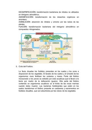 DESNITRIFICACIÓN: transformación bacteriana de nitratos no utilizados
en nitrógeno atmosférico.
AMONIFICACIÓN: transformación de los desechos orgánicos en
amoníaco.
ASIMILACIÓN: absorción de nitratos y amonio por las raíces de las
plantas.
FIJACIÓN: transformación bacteriana del nitrógeno atmosférico en
compuestos nitrogenados.
5. Ciclo del Fosforo:
La lluvia disuelve los fosfatos presentes en los suelos y los pone a
disposición de los vegetales. El lavado de los suelos y el arrastre de los
organismos vivos fertilizan los océanos y mares. Parte del fósforo
incorporado a los peces es extraído por aves acuáticas que lo llevan a la
tierra por medio de la defecación (guano). Otra parte del fósforo
contenido en organismos acuáticos va al fondo de las rocas marinas
cuando éstos mueren. Las bacterias fosfatizantes que están en los
suelos transforman el fósforo presente en cadáveres y excrementos en
fosfatos disueltos, que son absorbidos por las raíces de los vegetales.
 
