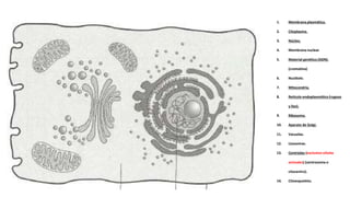 1. Membrana plasmática.
2. Citoplasma.
3. Núcleo.
4. Membrana nuclear
5. Material genético (ADN).
(cromatina)
6. Nucléolo.
7. Mitocondria.
8. Retículo endoplasmático (rugoso
y liso).
9. Ribosoma.
10. Aparato de Golgi.
11. Vacuolas.
12. Lisosomas.
13. Centriolos (exclusivo células
animales) (centrosoma o
citocentro).
14. Citoesqueleto.