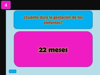 ¿Cuánto dura la gestación de los
elefantes?
4
22 meses
 