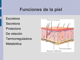 Funciones de la piel Excretora