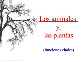 Los animales  y   las plantas (funciones vitales) 