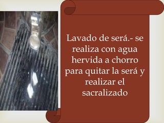 Lavado de será.- se
realiza con agua
hervida a chorro
para quitar la será y
realizar el
sacralizado

 
